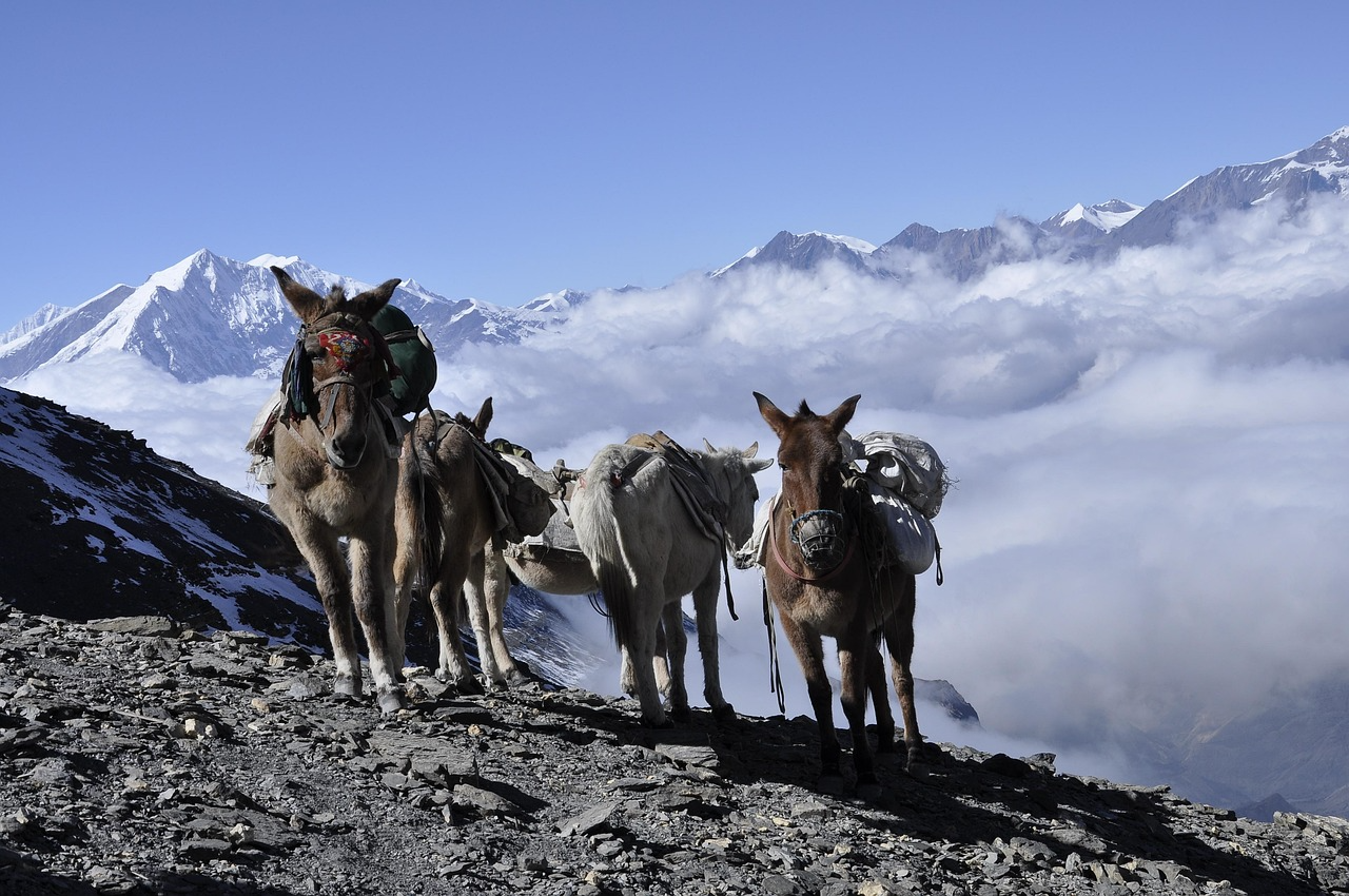 Trekking Tour