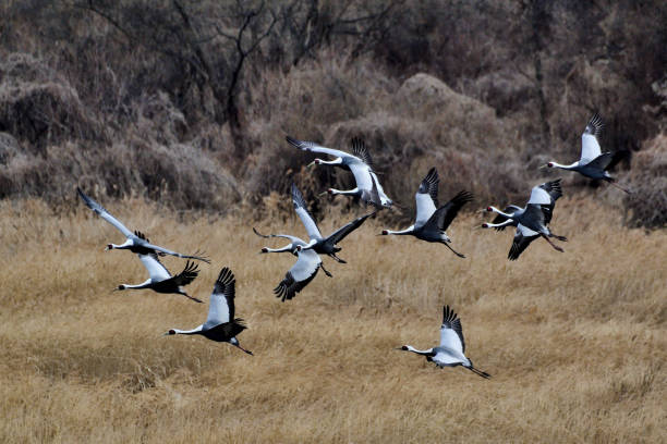 Black-Necked Crane Festival